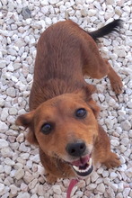 TESS3, Hund, Mischlingshund in Zypern - Bild 6
