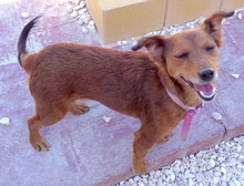 TESS3, Hund, Mischlingshund in Zypern - Bild 7