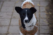 DOMINO, Hund, Mischlingshund in Ungarn - Bild 1