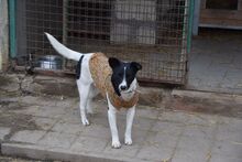 DOMINO, Hund, Mischlingshund in Ungarn - Bild 2