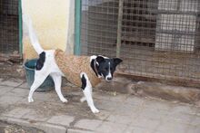 DOMINO, Hund, Mischlingshund in Ungarn - Bild 3