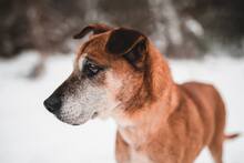 SEDY, Hund, Mischlingshund in Slowakische Republik - Bild 1