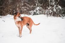 SEDY, Hund, Mischlingshund in Slowakische Republik - Bild 10