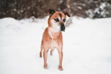 SEDY, Hund, Mischlingshund in Slowakische Republik - Bild 11