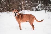 SEDY, Hund, Mischlingshund in Slowakische Republik - Bild 13