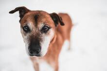 SEDY, Hund, Mischlingshund in Slowakische Republik - Bild 14