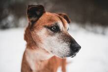 SEDY, Hund, Mischlingshund in Slowakische Republik - Bild 2