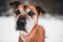 SEDY, Hund, Mischlingshund in Slowakische Republik - Bild 3