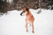 SEDY, Hund, Mischlingshund in Slowakische Republik - Bild 6