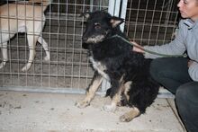 MARZIPAN, Hund, Mischlingshund in Ungarn - Bild 3