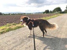 SHADOW, Hund, Border Collie in Eschwege - Bild 2