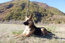 ROMY, Hund, Deutscher Schäferhund in Spanien - Bild 3
