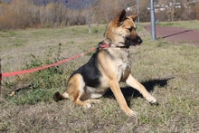ROMY, Hund, Deutscher Schäferhund in Spanien - Bild 6