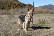 ROMY, Hund, Deutscher Schäferhund in Spanien - Bild 7