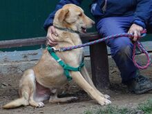 RICH, Hund, Mischlingshund in Welver - Bild 11