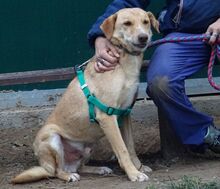 RICH, Hund, Mischlingshund in Welver - Bild 12