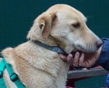 RICH, Hund, Mischlingshund in Welver - Bild 14