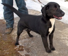 CHAKO, Hund, Mischlingshund in Kroatien - Bild 2