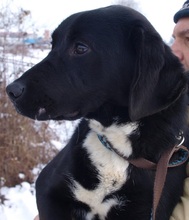 CHAKO, Hund, Mischlingshund in Kroatien - Bild 4