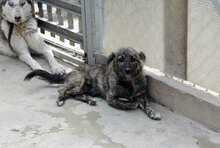 SARA, Hund, Mischlingshund in Bulgarien - Bild 2