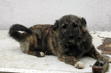 SARA, Hund, Mischlingshund in Bulgarien - Bild 4