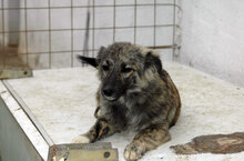 SARA, Hund, Mischlingshund in Bulgarien - Bild 5
