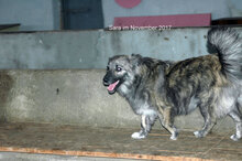 SARA, Hund, Mischlingshund in Bulgarien - Bild 6