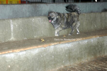 SARA, Hund, Mischlingshund in Bulgarien - Bild 7