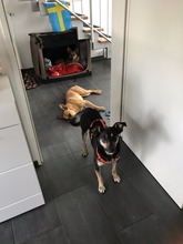 FANIKA, Hund, Mischlingshund in Marl - Bild 6