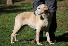 ORIANA, Hund, Mischlingshund in Italien - Bild 5