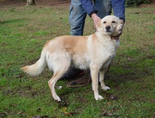 DARIO, Hund, Labrador-Mix in Italien - Bild 2