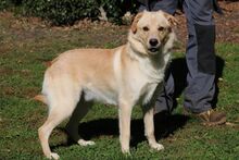 DARIO, Hund, Labrador-Mix in Italien - Bild 4