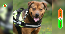 RAMBO, Hund, Mischlingshund in Ungarn - Bild 1