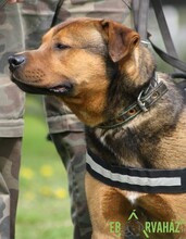 RAMBO, Hund, Mischlingshund in Ungarn - Bild 10