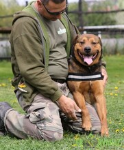 RAMBO, Hund, Mischlingshund in Ungarn - Bild 11