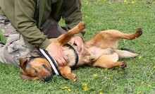 RAMBO, Hund, Mischlingshund in Ungarn - Bild 12