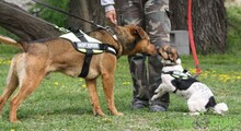 RAMBO, Hund, Mischlingshund in Ungarn - Bild 13
