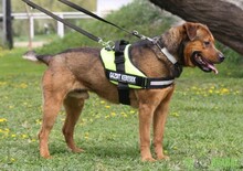 RAMBO, Hund, Mischlingshund in Ungarn - Bild 14