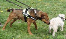 RAMBO, Hund, Mischlingshund in Ungarn - Bild 15