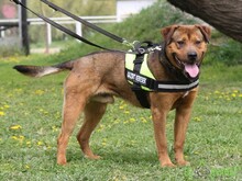 RAMBO, Hund, Mischlingshund in Ungarn - Bild 2