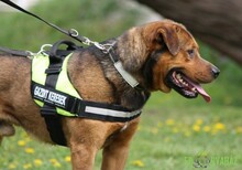 RAMBO, Hund, Mischlingshund in Ungarn - Bild 3