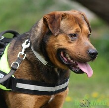 RAMBO, Hund, Mischlingshund in Ungarn - Bild 4