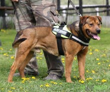 RAMBO, Hund, Mischlingshund in Ungarn - Bild 5