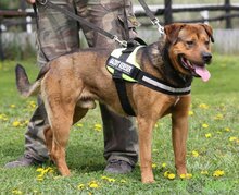 RAMBO, Hund, Mischlingshund in Ungarn - Bild 6
