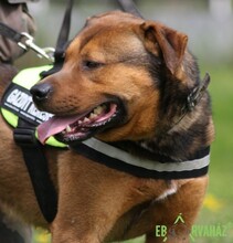 RAMBO, Hund, Mischlingshund in Ungarn - Bild 7