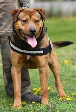 RAMBO, Hund, Mischlingshund in Ungarn - Bild 9