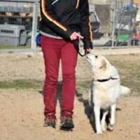 GALILEI, Hund, Mischlingshund in Spanien - Bild 4