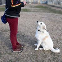 GALILEI, Hund, Mischlingshund in Spanien - Bild 5