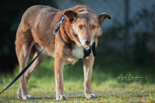 MAX, Hund, Mischlingshund in Garbsen - Bild 2