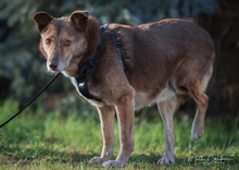 MAX, Hund, Mischlingshund in Garbsen - Bild 3